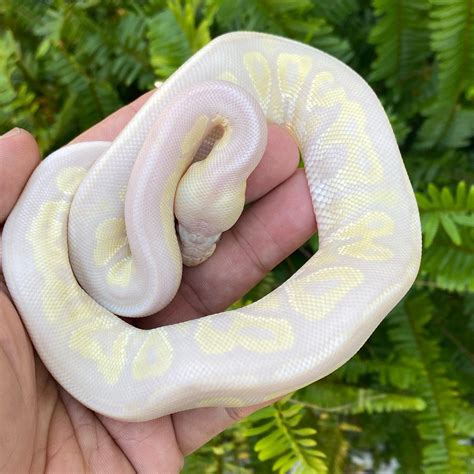 lavender albino ball python