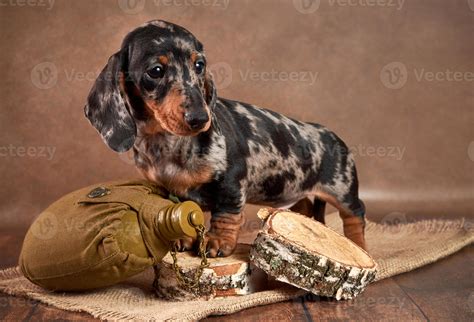 A small marble-colored dachshund puppy stands next to a flask of water and watches what is