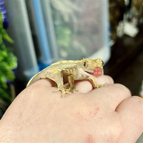 New crestie Magik finally allowed me to handle him with no panic or