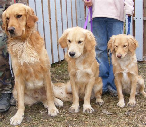 mini goldens golden retriever baby miniature golden retriever