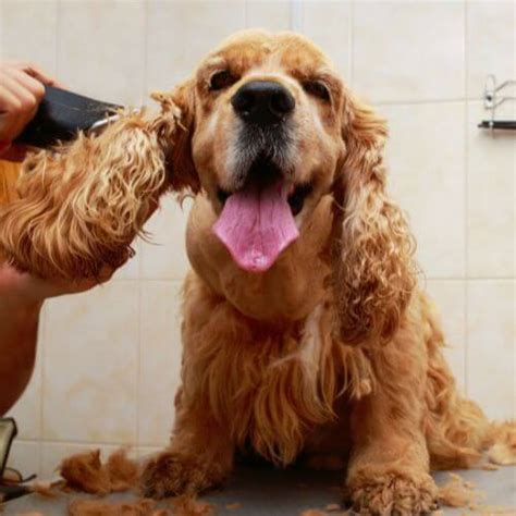 The Daily Grooming Struggle: