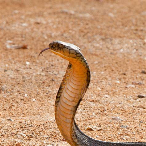 cobra