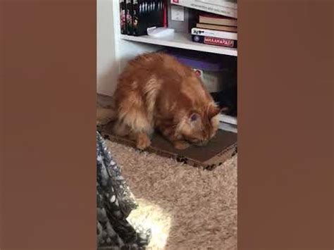 Отличный вариант поточить коготочки 🐾 - YouTube