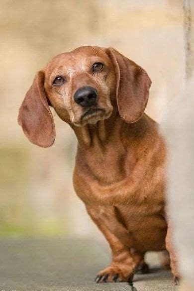 Cute Dachshund 💖 | Köpek