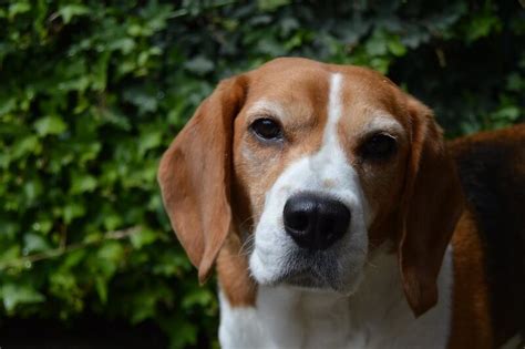 300+ Of The Most Popular Beagle Dog Names - The Dogman