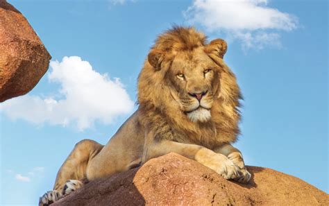 Disney’s Animal Kingdom Theme Park – ITouchOrlando 