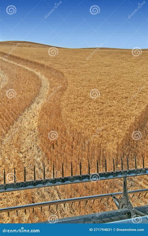 harvesting wheat   palouse stock image image  combine blue