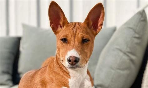 Basenji: The Unique Dog Breed That Doesn't Bark - Hunter Games Magazine