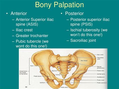 PPT - Hip Assessment PowerPoint Presentation, free download - ID:1898846