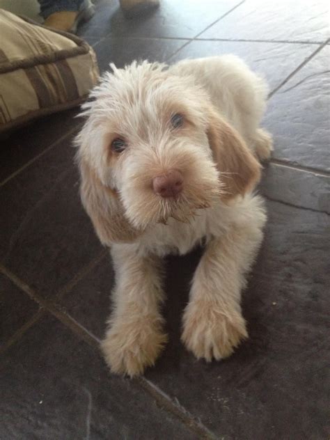 Are Spinone Dogs Good With Kids