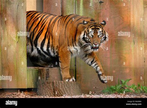 Tiger at Paignton Zoo Stock Photo - Alamy