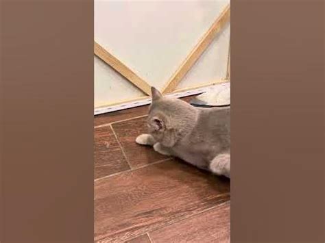 Новая игрушка для котиков - 🐱🐭🎉🐾🪁🎁🤩 - YouTube
