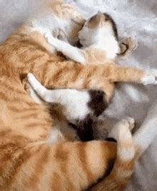 Cats Kitten GIF - Cats Kitten Clingy - Discover & Share GIFs