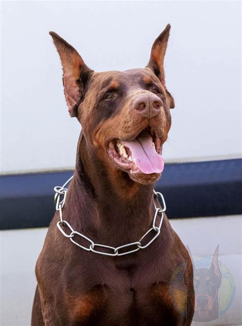 Red Doberman Mix The Blue Doberman Mystery: Beauty, Elegance, And