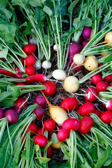 Growing radishes: top tips on how to grow radishes to get a bumper crop