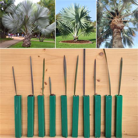 Bismarckia Nobilis seedlings for sale - PalmSeedlings.com