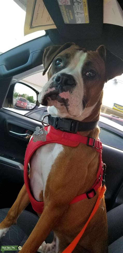 Handsome Stud for breeding - Stud Dog in Massachusetts , the United States | Breed Your Dog