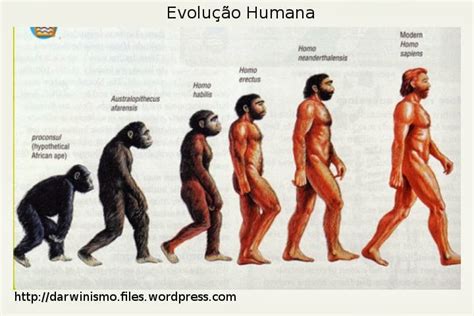 O Ser Humano Veio Do Macaco - HISTÓRIA: O homem veio do macaco?