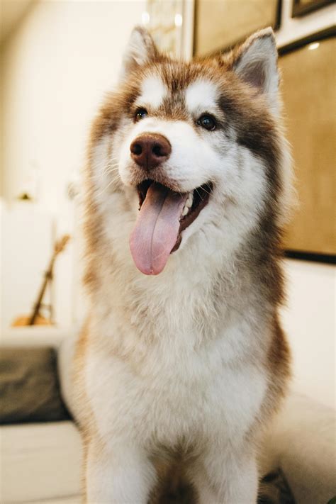 Photo of Siberian HuskyFree Stock Photo