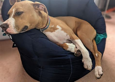 Our 55lb full grown pittie does the cutest little puppy barks in his