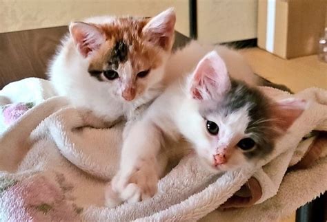 保護した子猫の「自動エサやり機」に爆笑 「何とも言えない音楽」でフタが開く→「不安な気持ちになるメロディ」「これはNOKIAの…」｜まいどなニュース