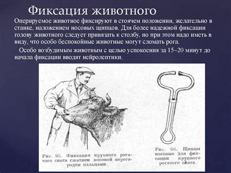 Ампутация рога у крупного рогатого скота - презентация онлайн
