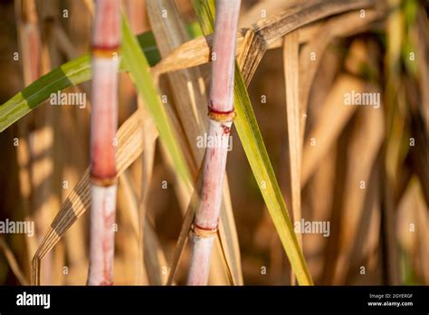 Sugarcane harvesting season, Sugarcane crop is ready to harvest Stock ...