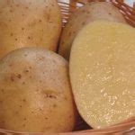 Сорт картофеля «Вега» – описание и фото