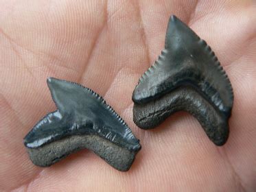 Shark fossil teeth found in Florida in the Peace River | 772-539-7005 ...