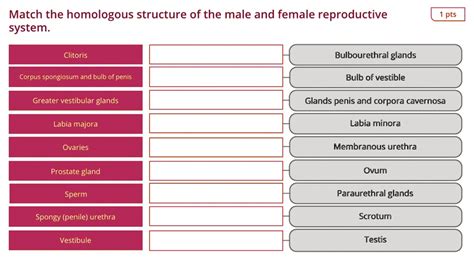 match  homologous structure   male  female reproductive