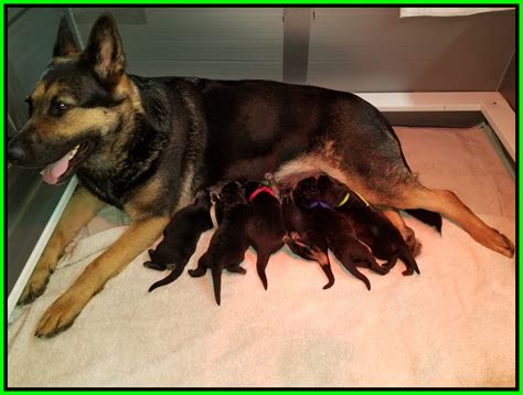 How Many Puppies Can A German Shepherd Have First Litter