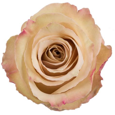 Quicksand Roses - Cananvalle