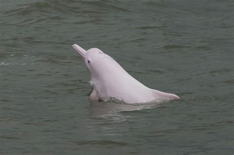 Pink dolphins - Whale & Dolphin Conservation Australia