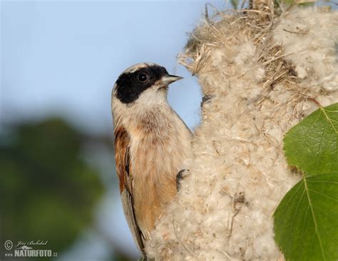 Penduline Tit Photos, Penduline Tit Images, Nature Wildlife Pictures ...