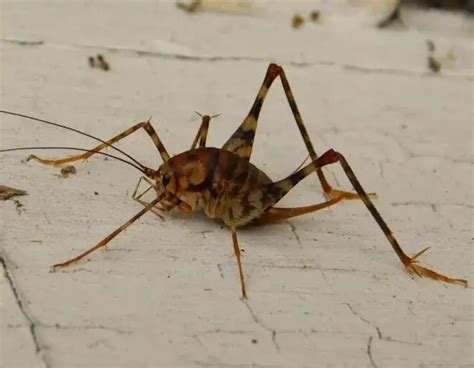 Spider Cricket Insights: Identifying and Controlling This Basement Dweller