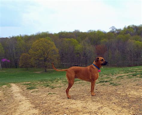Dog Mountain, Cherokee Park | Took Ms. P to Dog Mountain at … | Flickr