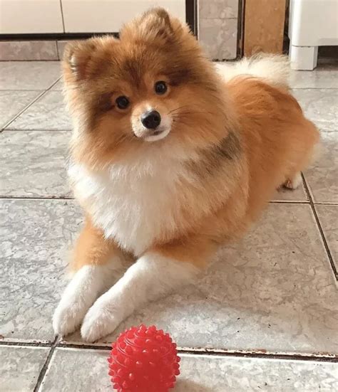 Pomeranian haircut – Artofit