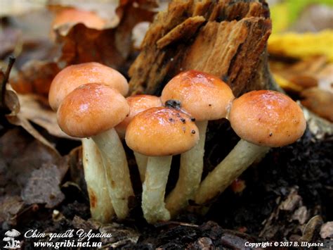 Світ грибів України » Hypholoma lateritium, Опеньок несправжній цегляно ...