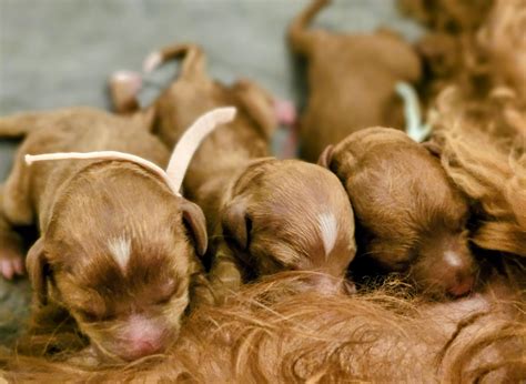New Spring Goldendoodle Puppies! — Grace Springs Goldendoodles