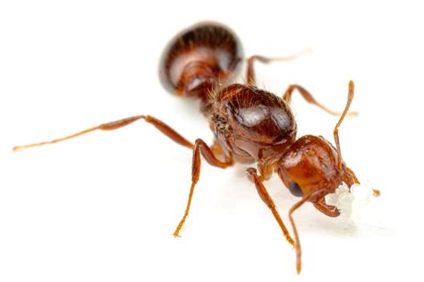 Ants Attracted To Electrical Current at Darcy Trugernanner blog
