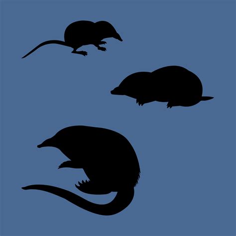 You have 20/20 vision if you can spot three moles hiding in blank blue