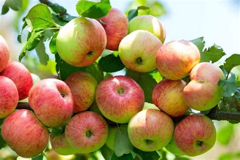 13 of the Best Dwarf Apple Tree Varieties | Gardener’s Path