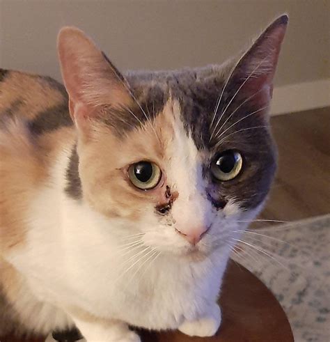 Why Do Cats Get Goopy Eyes at Alicia Tuckett blog