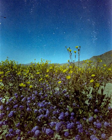 aubrey rose | expired agfa vista / olympus stylus love in the flowers 🖤