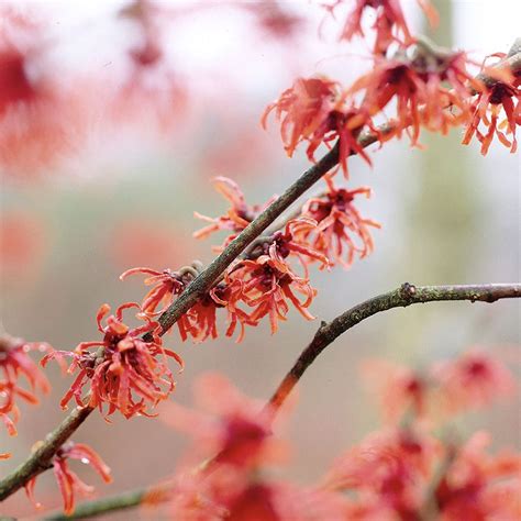 Witch Hazel plant care and growing guide | Homes and Gardens