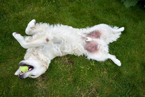Busty Slim Nude Teen Doggy Pictures | Download Free Images on Unsplash