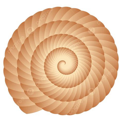 snail shell shell snail shell illustration shell png  vector