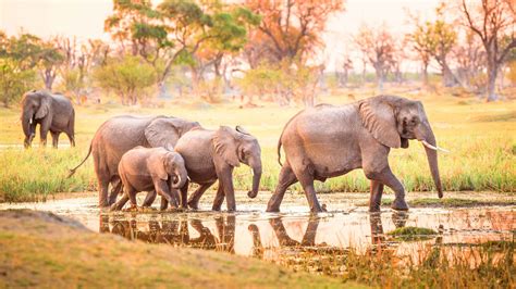Botswana 2022: Top 10 Tours, Trips & Activities (with Photos) - Things ...
