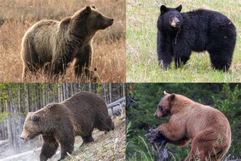 How to Tell the Difference Between a Grizzly Bear and a Black Bear ...