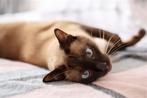 siamese cats  dogs